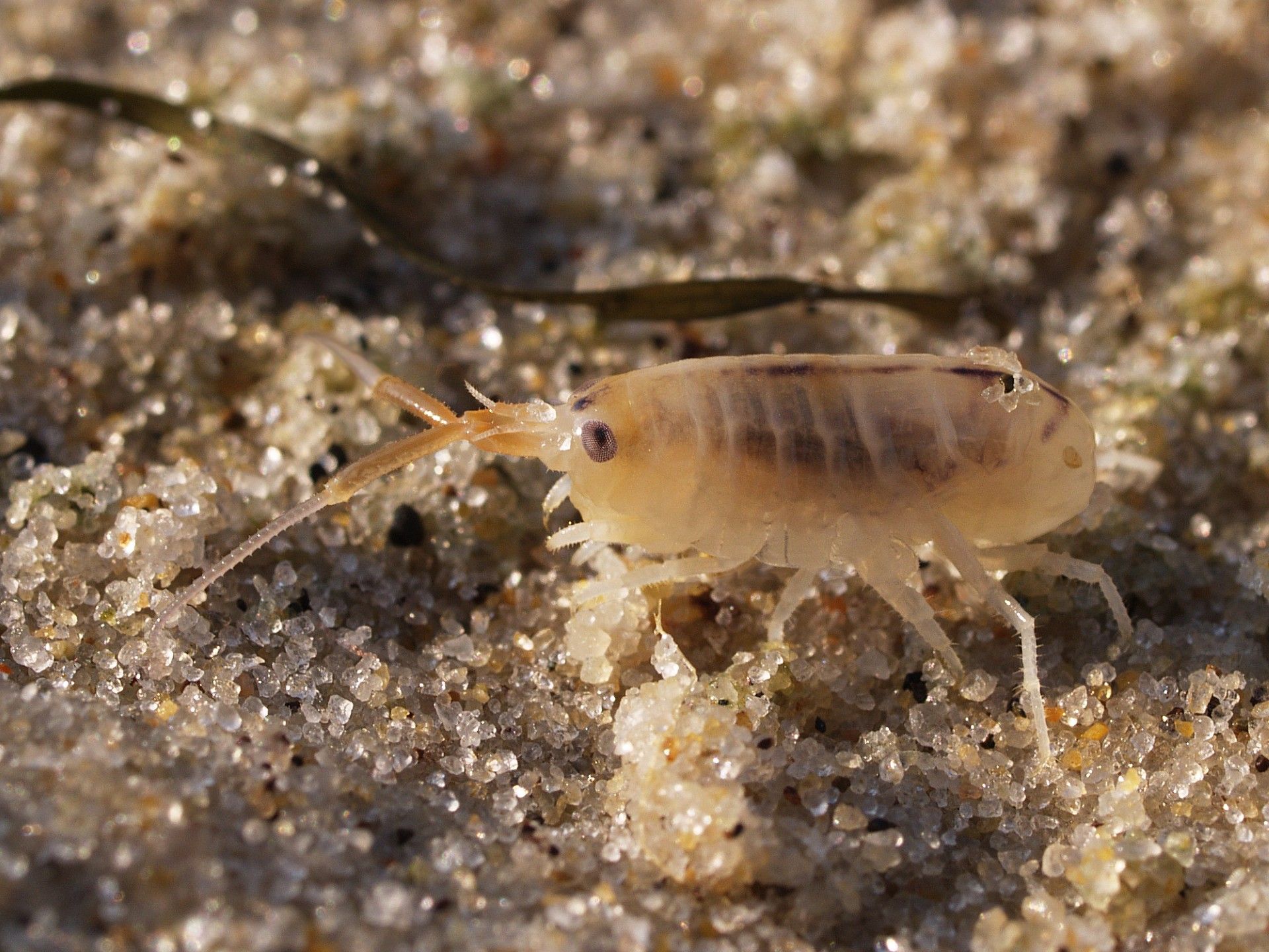 thumbnail_Talitrus saltator_takk.jpg